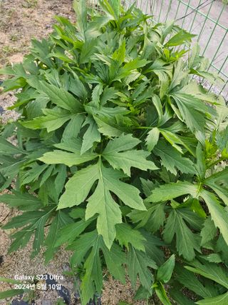 강성열님의 자유주제 · 사진전 작성글 사진