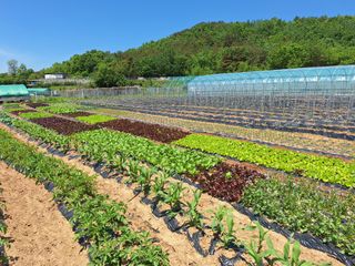 양성근님의 5월 내 작물 자랑하기 · 참여글 작성글 사진