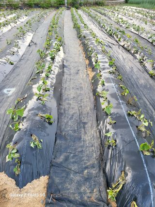 성훈경님의 고구마 · 영농일지 작성글 사진