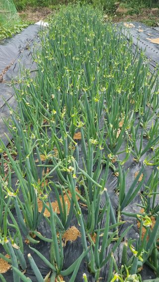 윤영순님의 파 · 자유게시판 작성글 사진