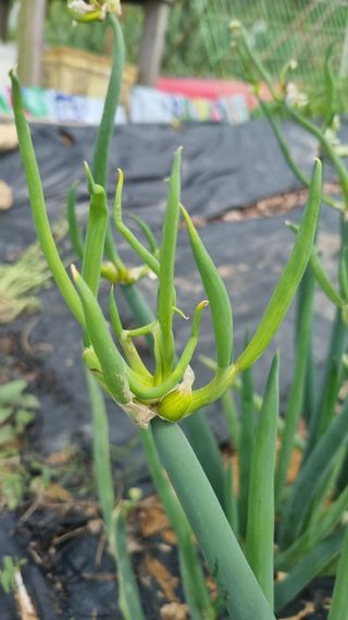 윤영순님의 파 · 자유게시판 작성글 사진