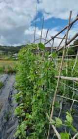 팜모닝 5월 내 작물 자랑하기·참여글 게시글 이미지