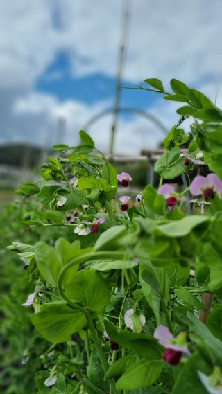 윤영순님의 5월 내 작물 자랑하기 · 참여글 작성글 사진