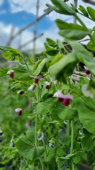 윤영순님의 5월 내 작물 자랑하기 · 참여글 작성글 사진