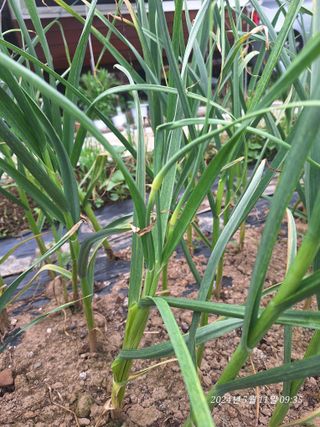 로즈마리님의 자유주제 · 자유게시판 작성글 사진