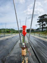 팜모닝 고추·영농일지 게시글 이미지