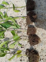 팜모닝 고추·병해충상담 게시글 이미지