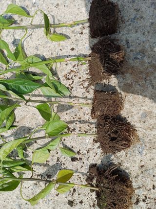 고향지킴이님의 고추 · 병해충상담 작성글 사진