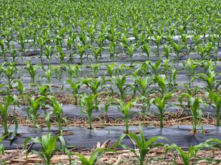 배추21140님의 옥수수 · 영농일지 작성글 사진