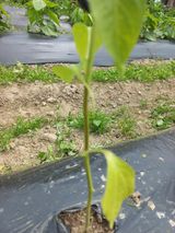 팜모닝 고추·병해충상담 게시글 이미지