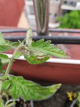 팜모닝 토마토·병해충상담 게시글 이미지