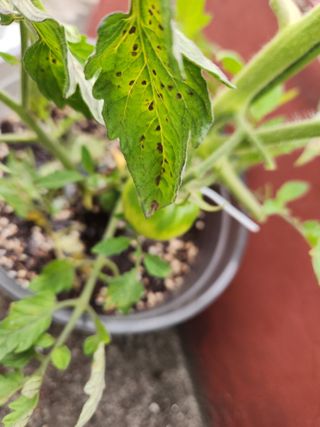 김수진님의 토마토 · 병해충상담 작성글 사진