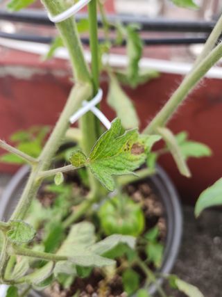 김수진님의 토마토 · 병해충상담 작성글 사진