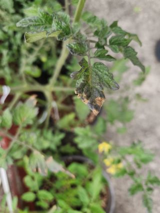 김수진님의 토마토 · 병해충상담 작성글 사진