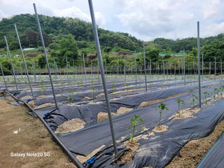 이윤미님의 고추 · 영농일지 작성글 사진