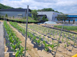 이윤미님의 고추 · 영농일지 작성글 사진