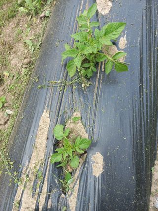 땅뜰46-1님의 감자 · 영농일지 작성글 사진