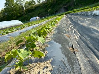 오대환님의 5월 내 작물 자랑하기·참여글 작성글 사진