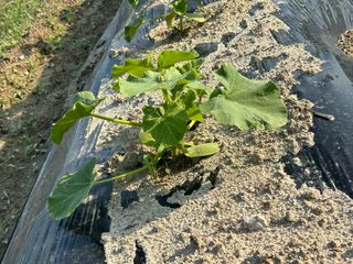 오대환님의 5월 내 작물 자랑하기 · 참여글 작성글 사진