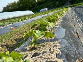 오대환님의 5월 내 작물 자랑하기 · 참여글 작성글 사진