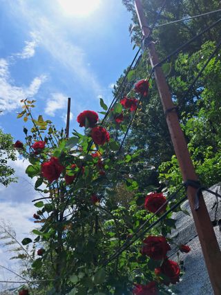 최평선님의 자유주제 · 사진전 작성글 사진