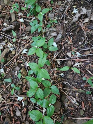 만능이되고픈농부님의 자유주제 · 자유게시판 작성글 사진