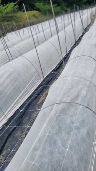 김선순(공룡자색마)님의 5월 내 작물 자랑하기 · 참여글 작성글 사진