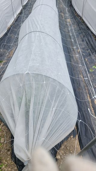 김선순(공룡자색마)님의 5월 내 작물 자랑하기 · 참여글 작성글 사진