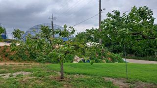 나수일님의 감 · 병해충상담 작성글 사진