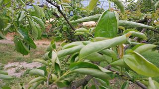 나수일님의 감 · 병해충상담 작성글 사진