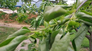 나수일님의 감 · 병해충상담 작성글 사진