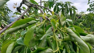 나수일님의 감 · 병해충상담 작성글 사진