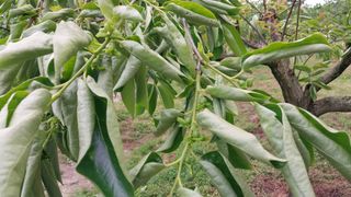 나수일님의 감 · 병해충상담 작성글 사진