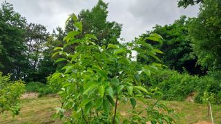 나수일님의 감 · 병해충상담 작성글 사진