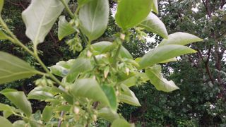 나수일님의 감 · 병해충상담 작성글 사진