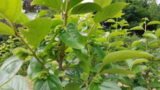 나수일님의 감 · 병해충상담 작성글 사진