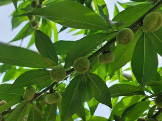 김안식~납작복숭아님의 5월 내 작물 자랑하기 · 참여글 작성글 사진