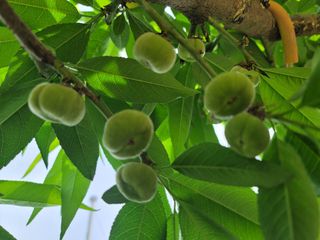 김안식~납작복숭아님의 5월 내 작물 자랑하기 · 참여글 작성글 사진