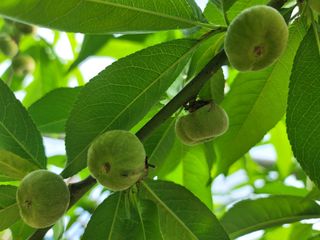 김안식~납작복숭아님의 5월 내 작물 자랑하기 · 참여글 작성글 사진