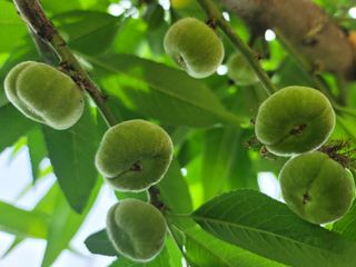 김안식~납작복숭아님의 5월 내 작물 자랑하기 · 참여글 작성글 사진