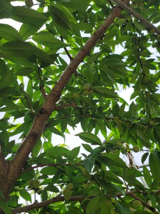 김안식~납작복숭아님의 5월 내 작물 자랑하기 · 참여글 작성글 사진