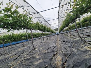 임운락님의 5월 내 작물 자랑하기 · 참여글 작성글 사진