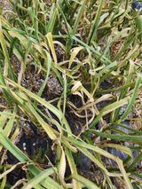 팜모닝 마늘·병해충상담 게시글 이미지