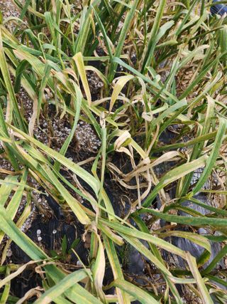 하동여태화님의 마늘 · 병해충상담 작성글 사진