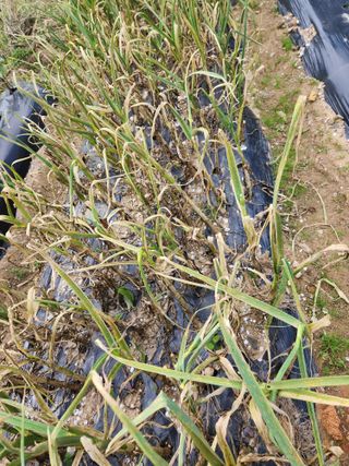 하동여태화님의 마늘 · 병해충상담 작성글 사진