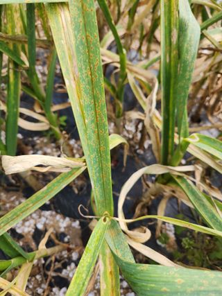 하동여태화님의 마늘 · 병해충상담 작성글 사진