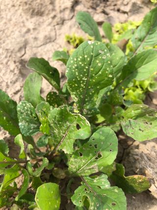 이정우님의 기타작물 · 병해충상담 작성글 사진