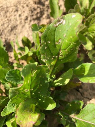 이정우님의 기타작물 · 병해충상담 작성글 사진