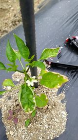 팜모닝 고추·병해충상담 게시글 이미지