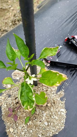 일주농원님의 고추 · 병해충상담 작성글 사진